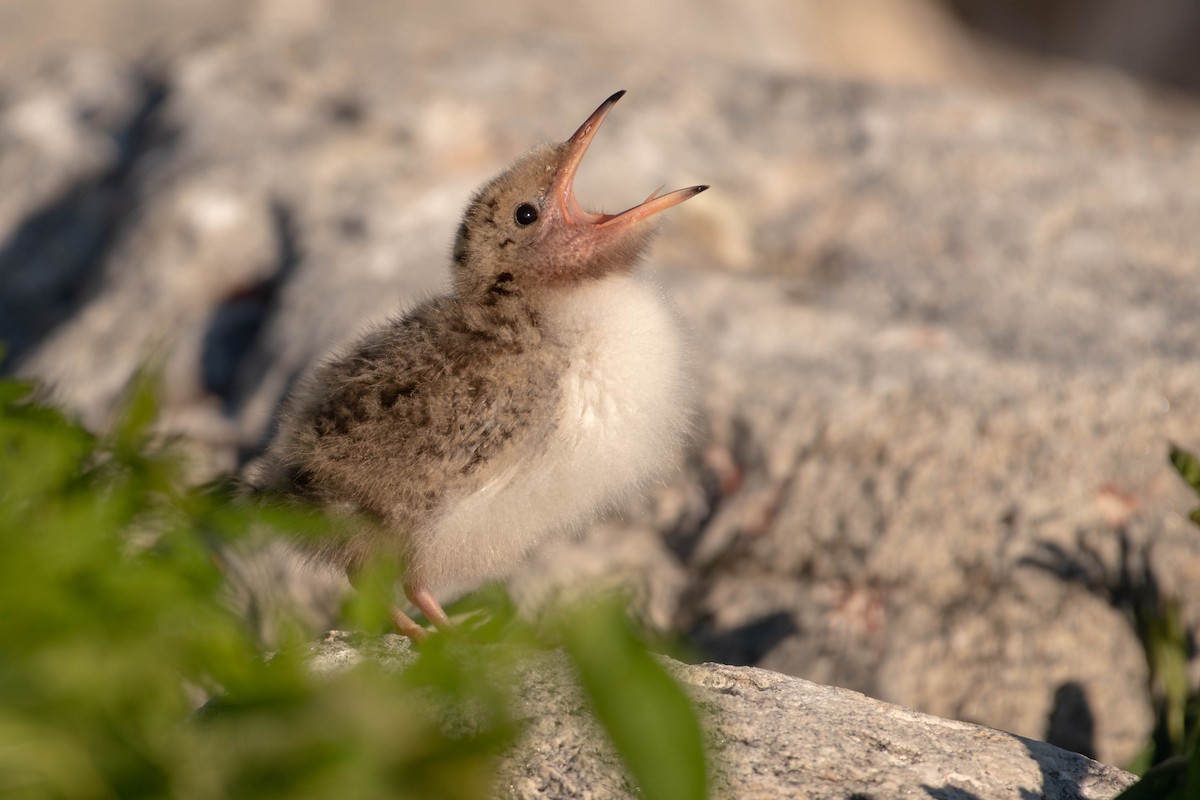 Common Tern - ML641928409