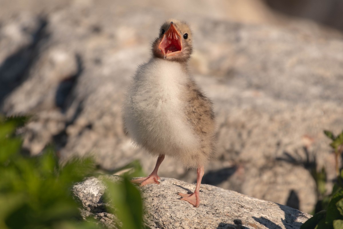 Common Tern - ML641928410