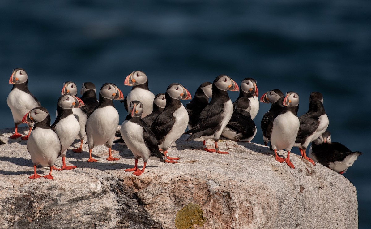 Atlantic Puffin - ML641928417