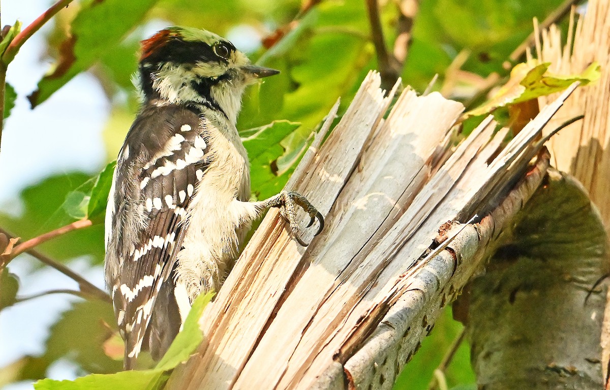 Downy Woodpecker - ML641928425