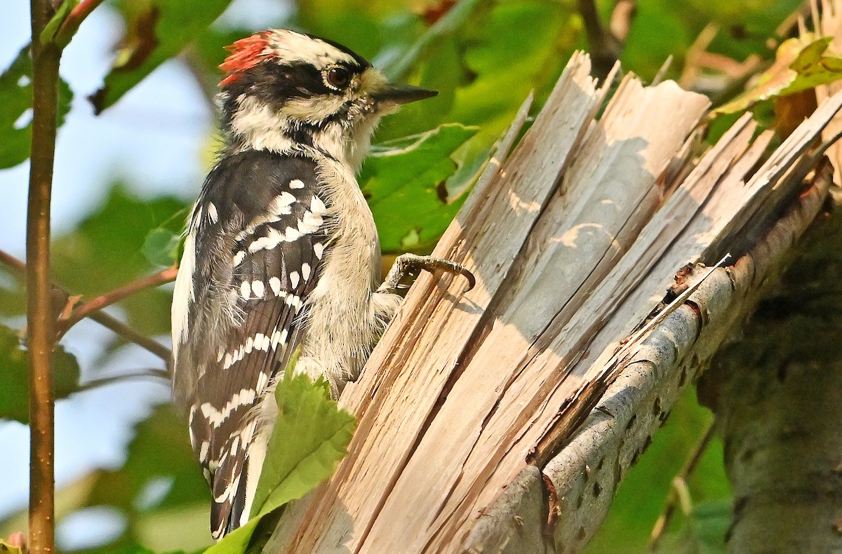Downy Woodpecker - ML641928429