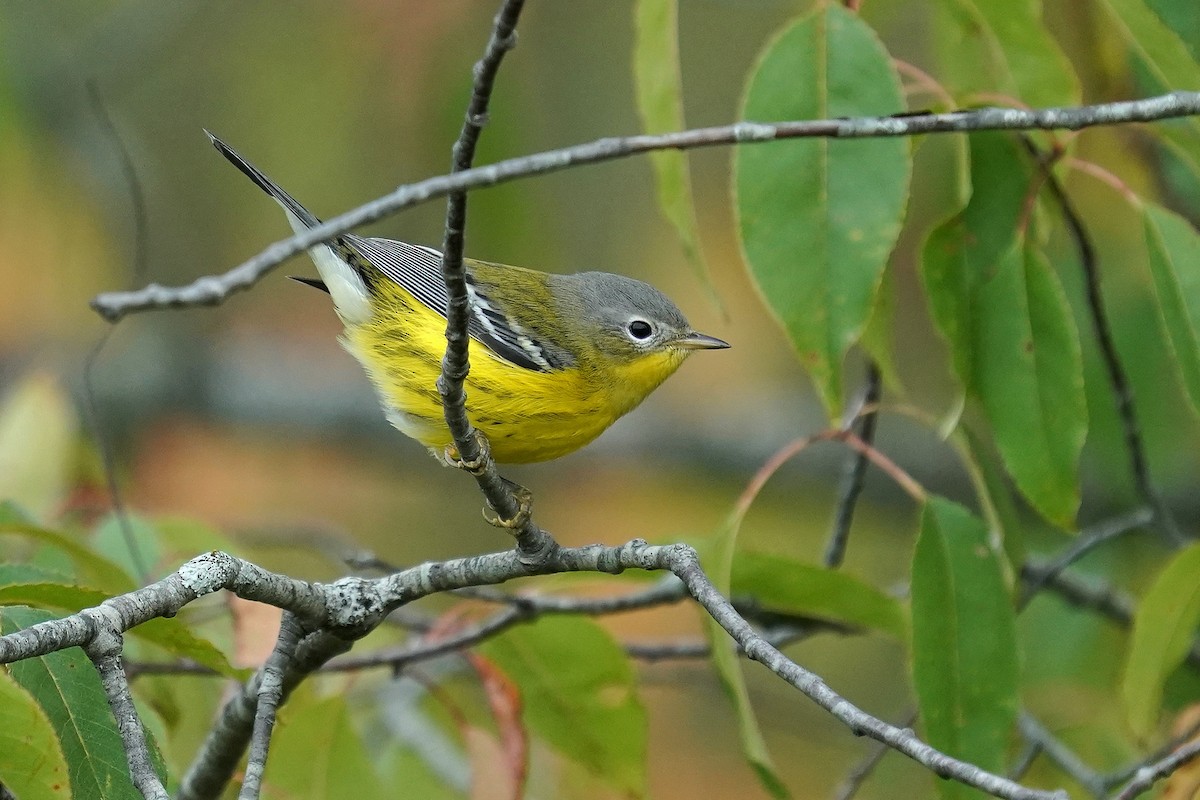 Magnolia Warbler - ML641928445