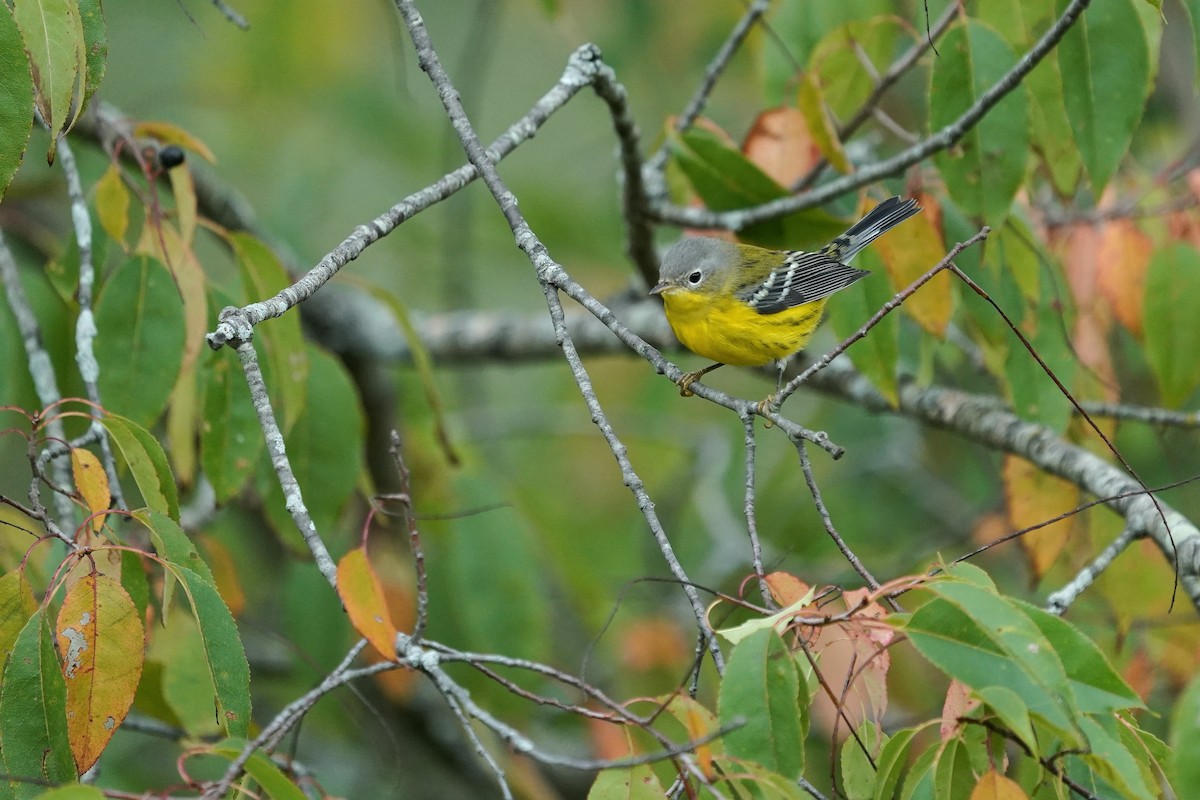 Magnolia Warbler - ML641928456