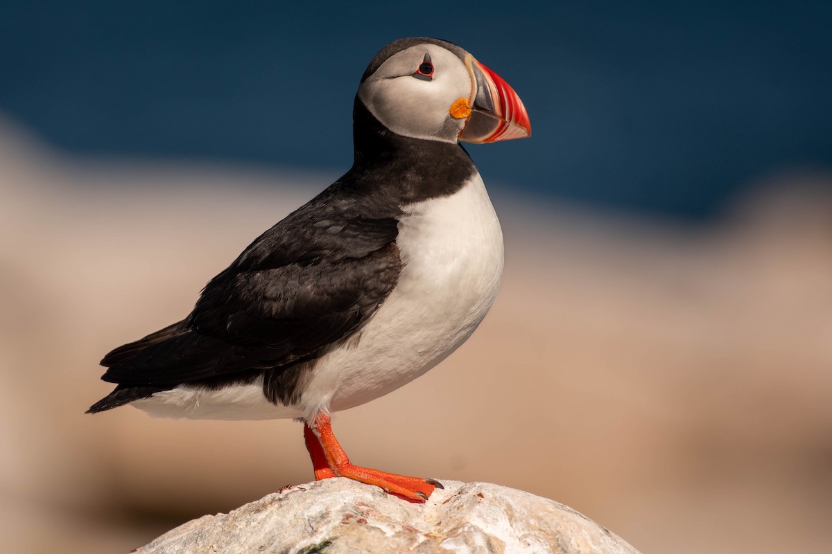 Atlantic Puffin - ML641928458