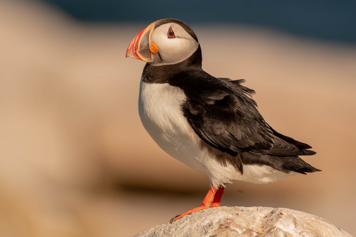 Atlantic Puffin - ML641928459