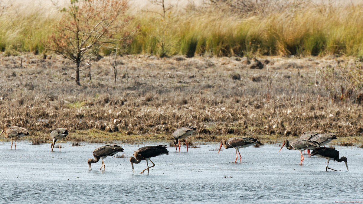 Black Stork - ML641928479