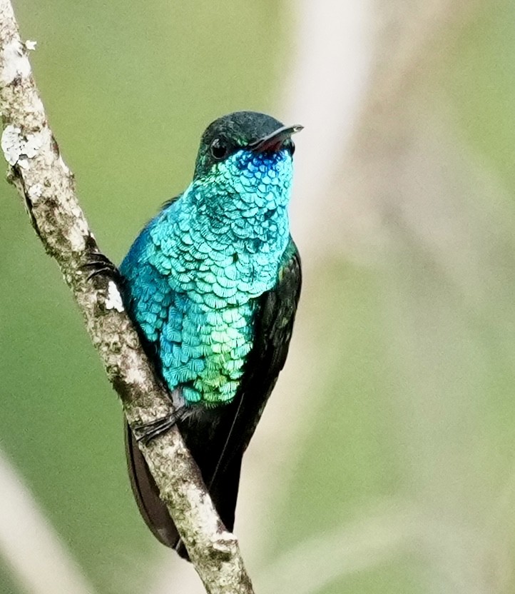 Blue-chinned Sapphire - ML641928502