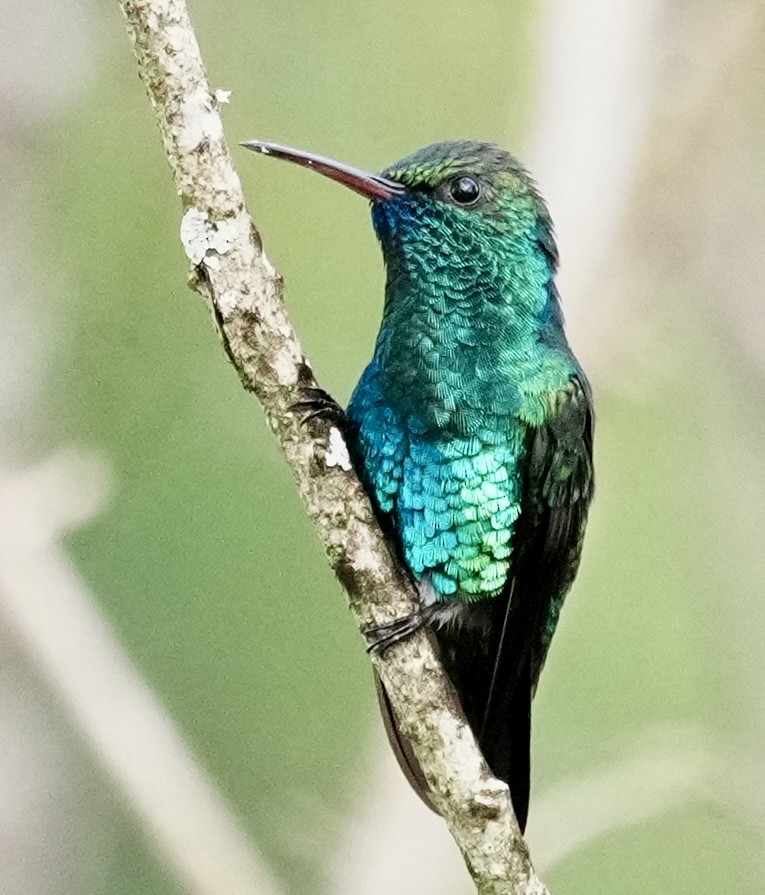 Blue-chinned Sapphire - ML641928503