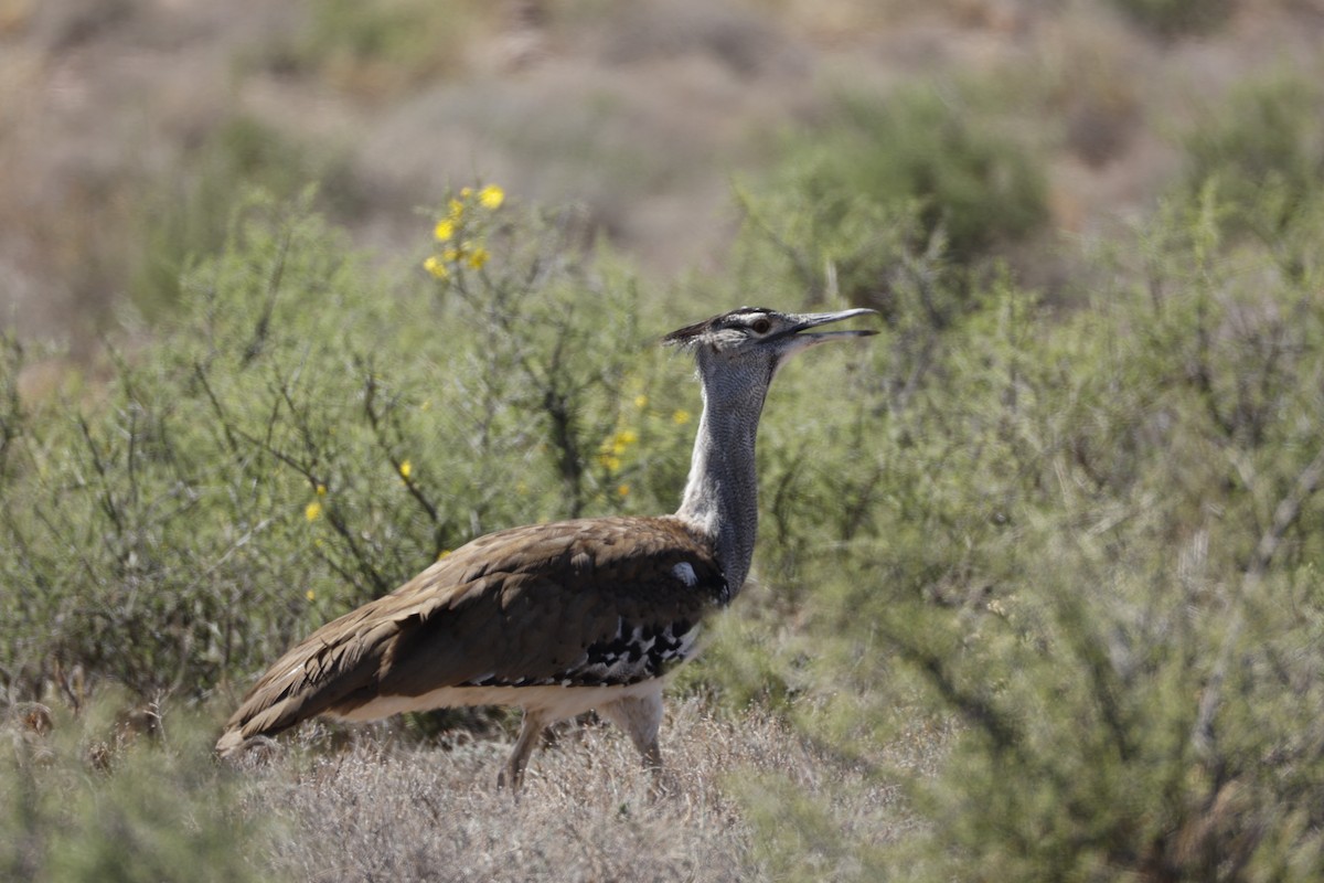 Kori Bustard - ML641928510
