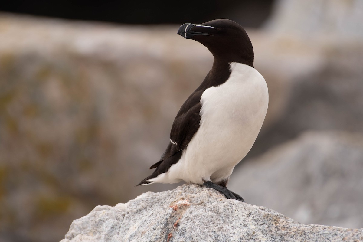 Razorbill - ML641928511