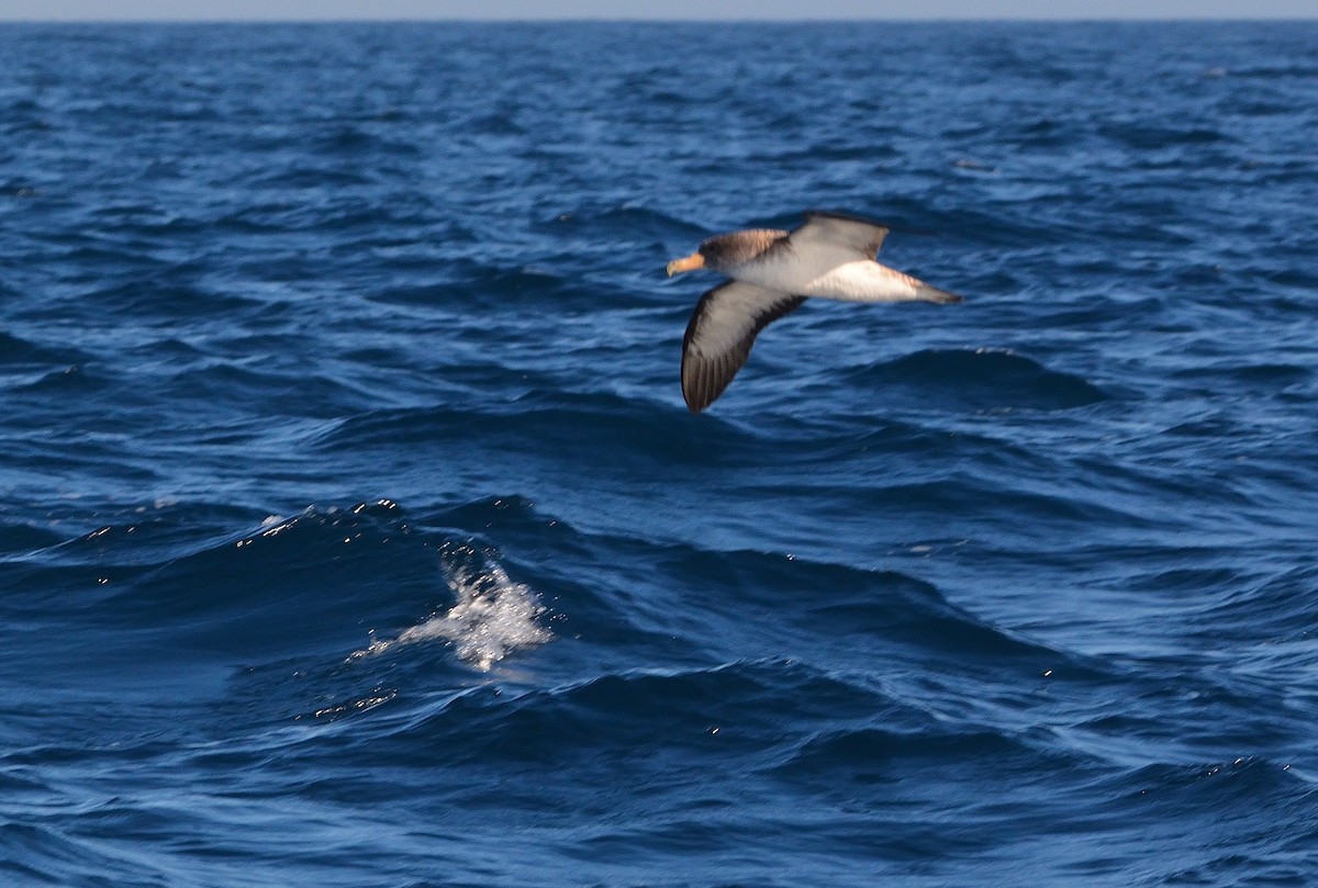 Scopoli's Shearwater - ML641928522