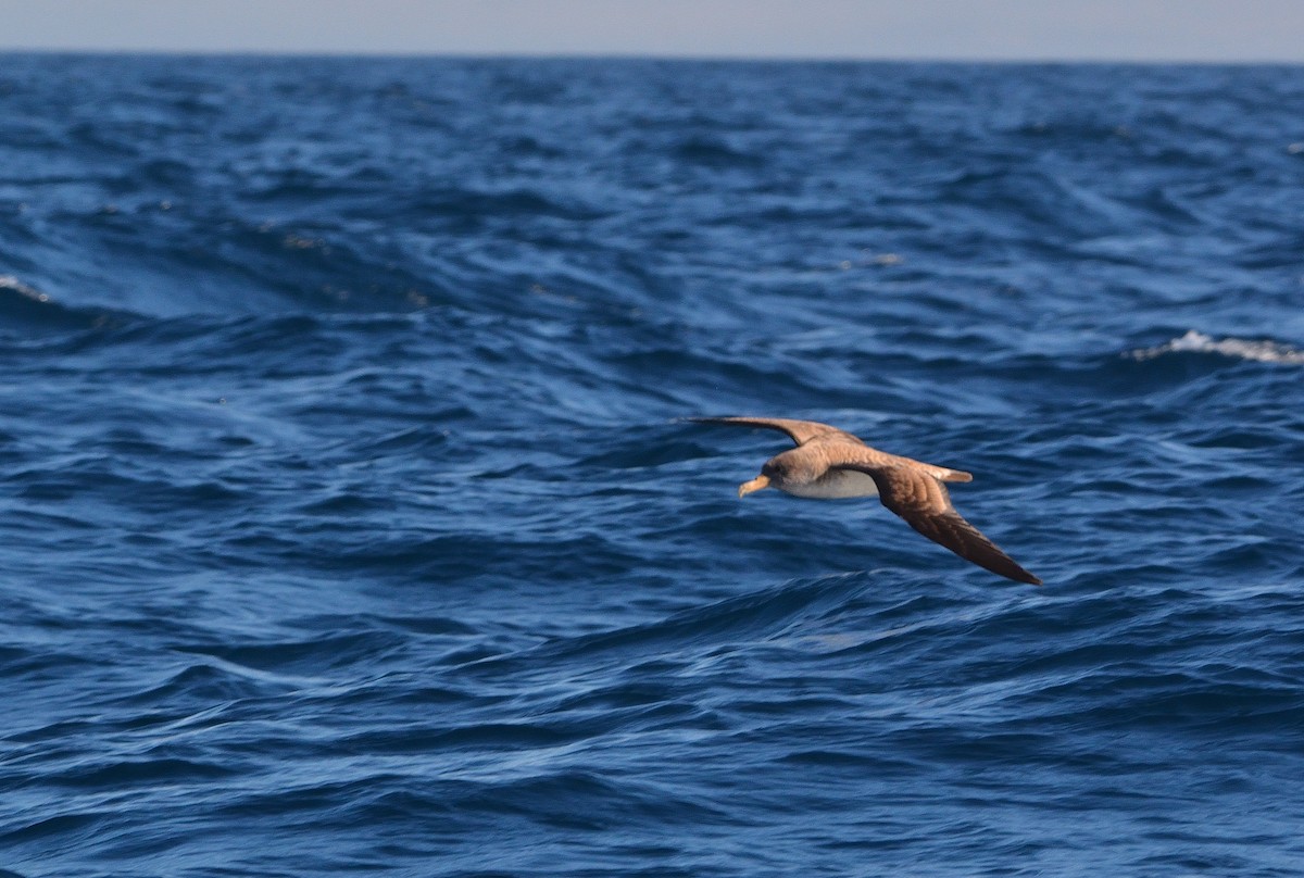 Scopoli's Shearwater - ML641928523