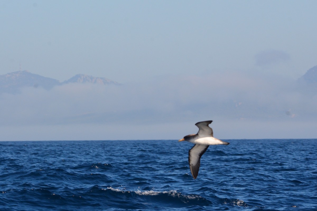 Scopoli's Shearwater - ML641928524