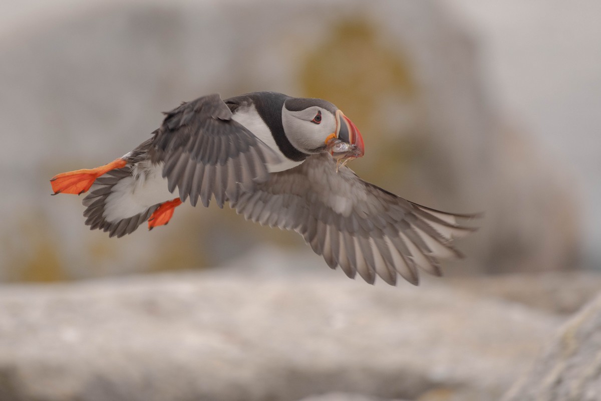 Atlantic Puffin - ML641928534