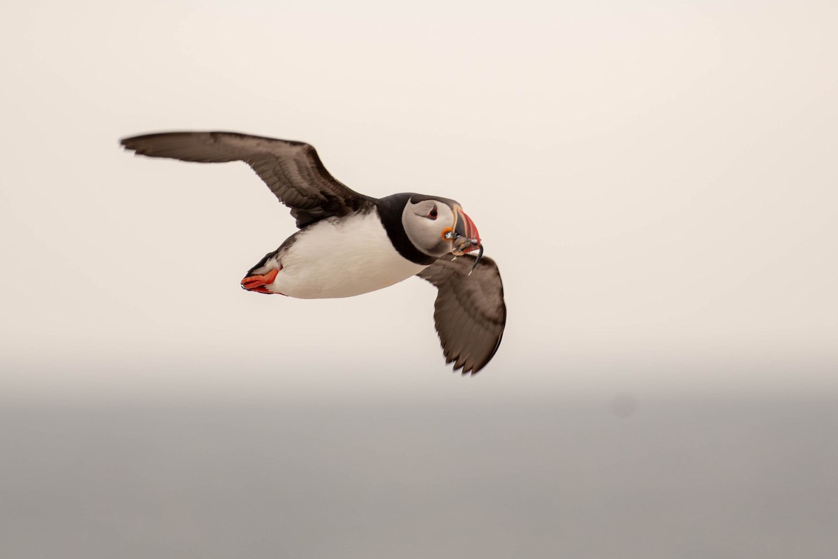 Atlantic Puffin - ML641928535