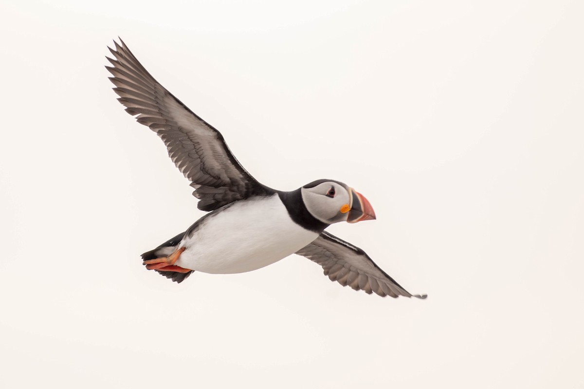 Atlantic Puffin - ML641928536