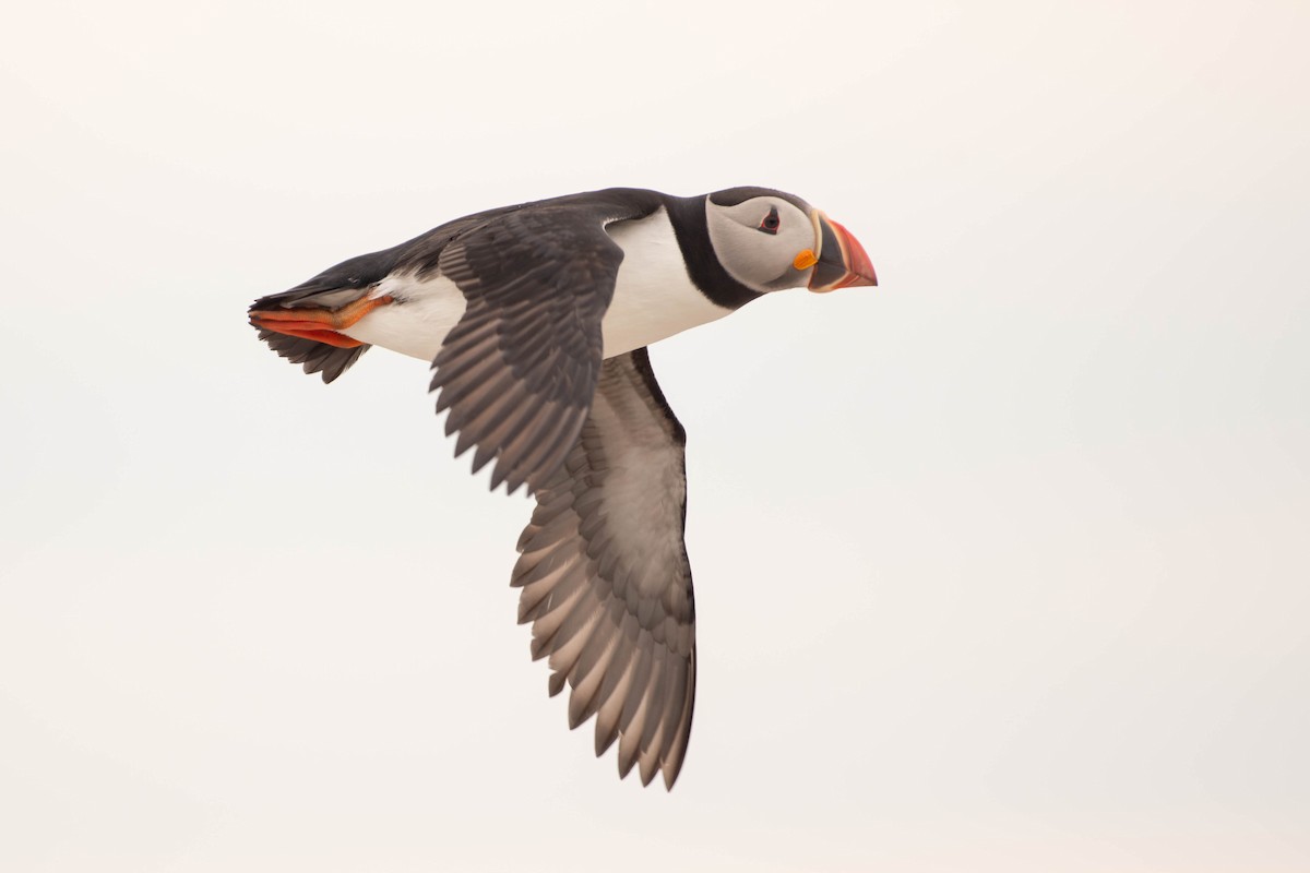 Atlantic Puffin - ML641928537