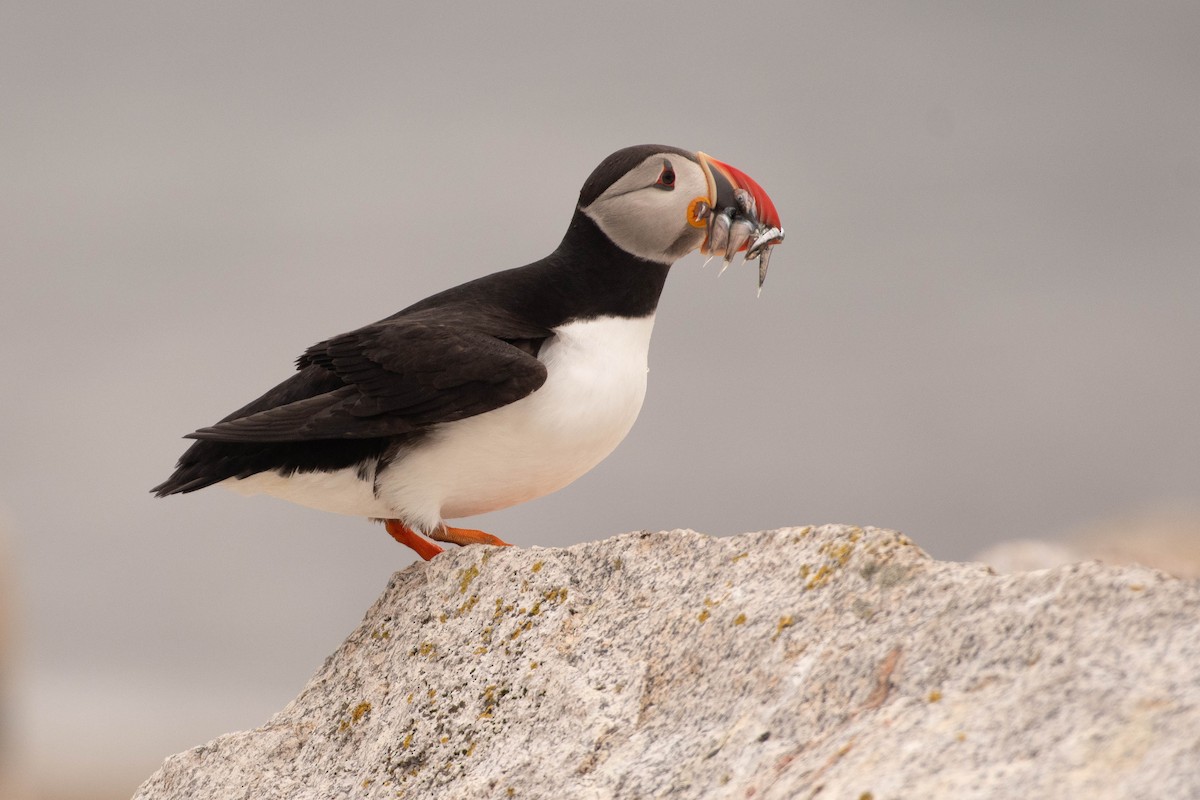 Atlantic Puffin - ML641928538