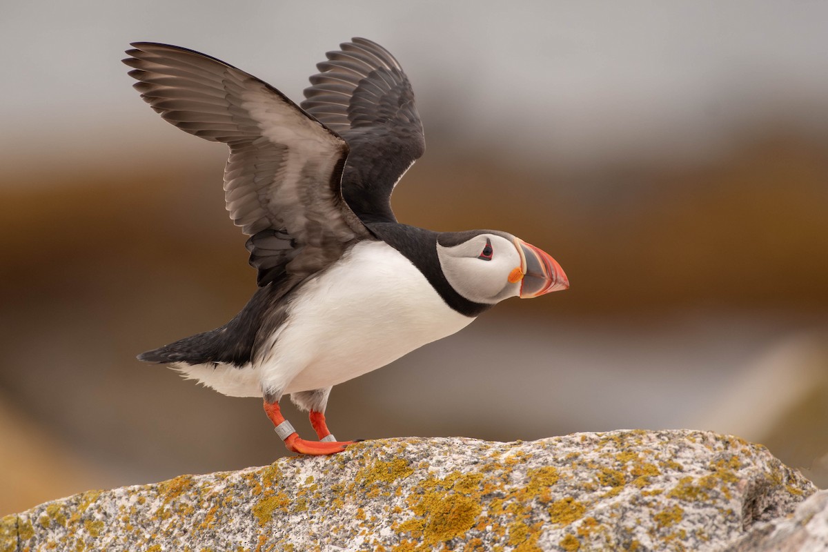Atlantic Puffin - ML641928539