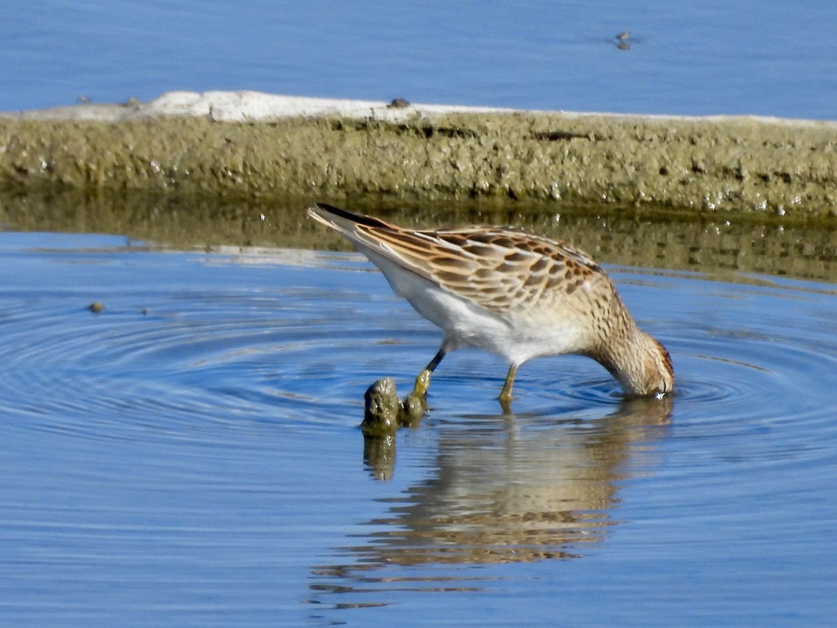 Pectoral Sandpiper - ML641928542