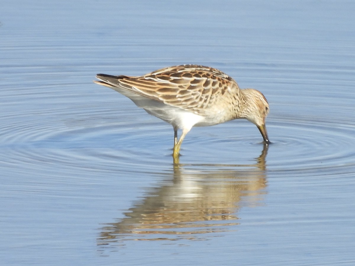 Pectoral Sandpiper - ML641928543