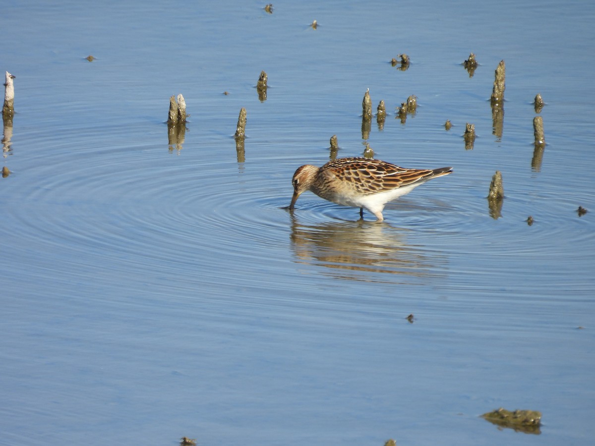 Pectoral Sandpiper - ML641928544
