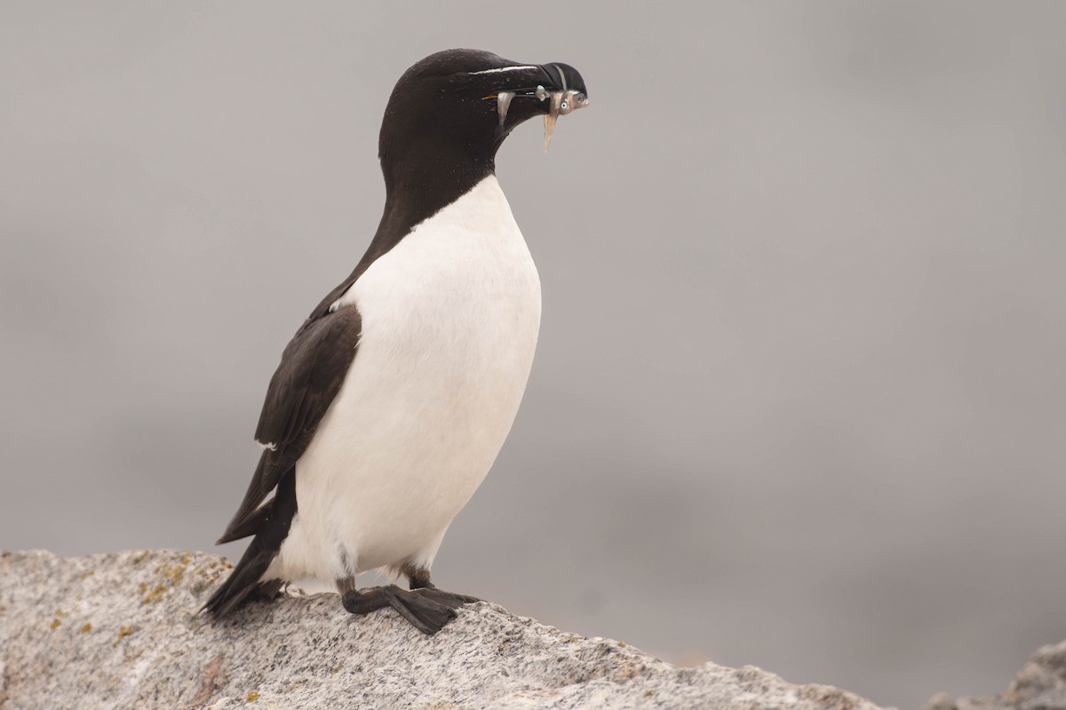 Razorbill - ML641928550