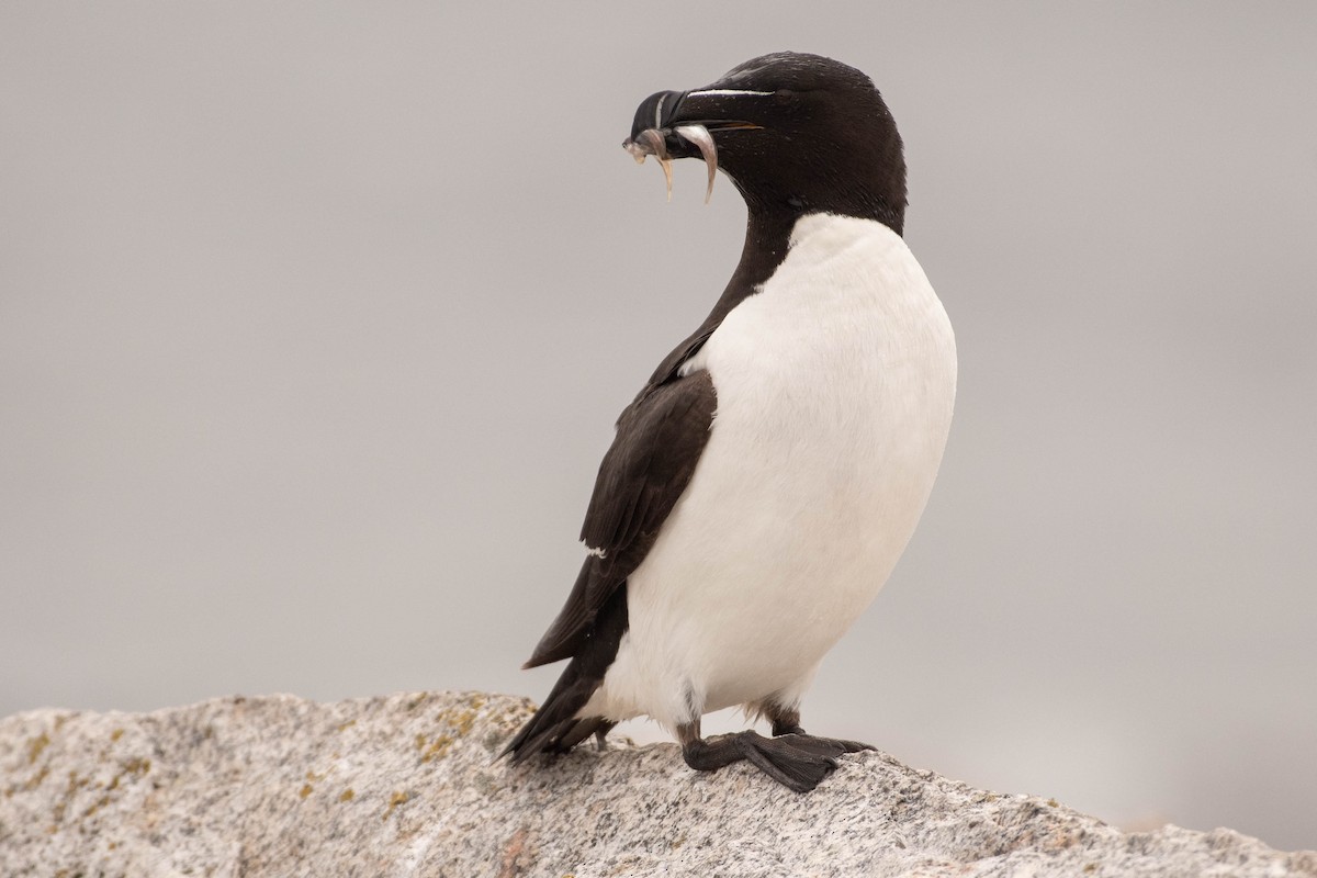 Razorbill - ML641928551