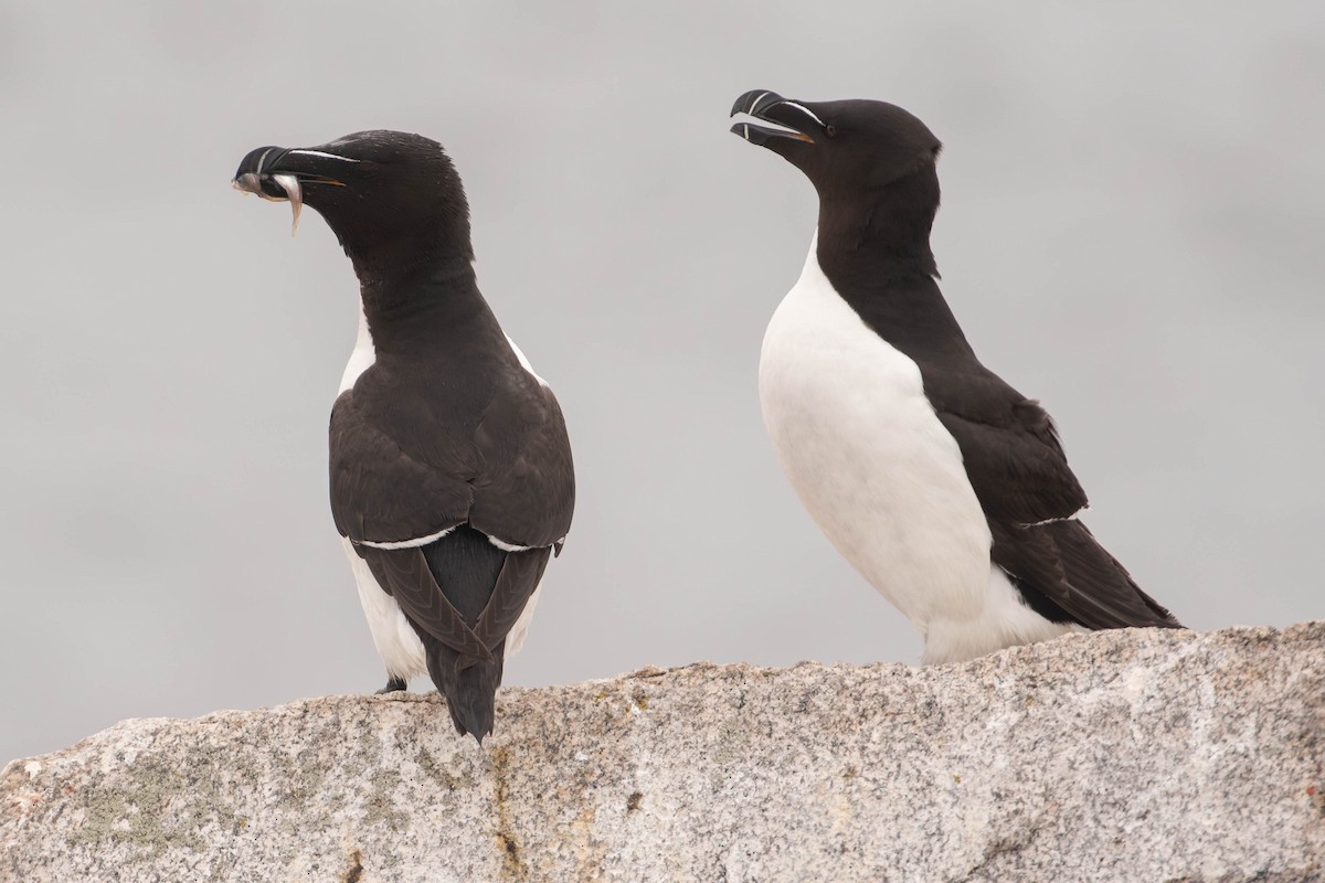 Razorbill - ML641928552