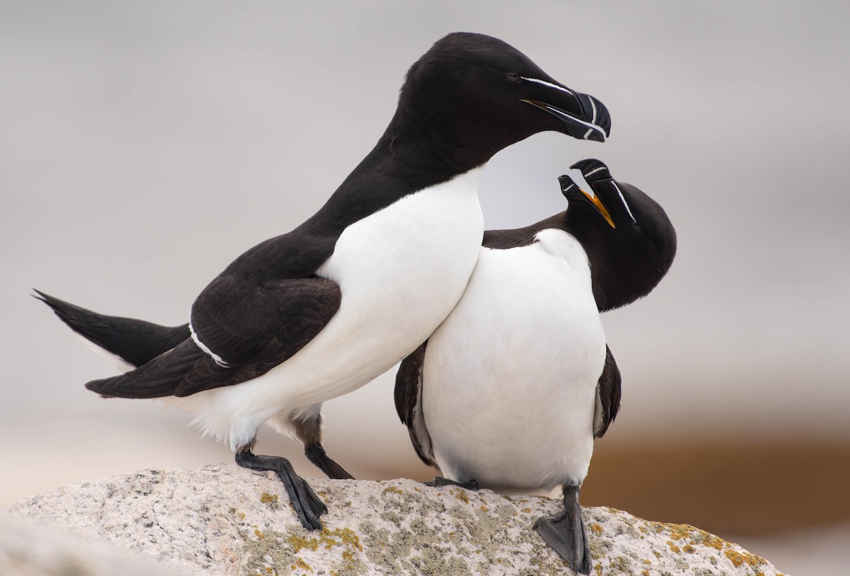 Razorbill - ML641928554