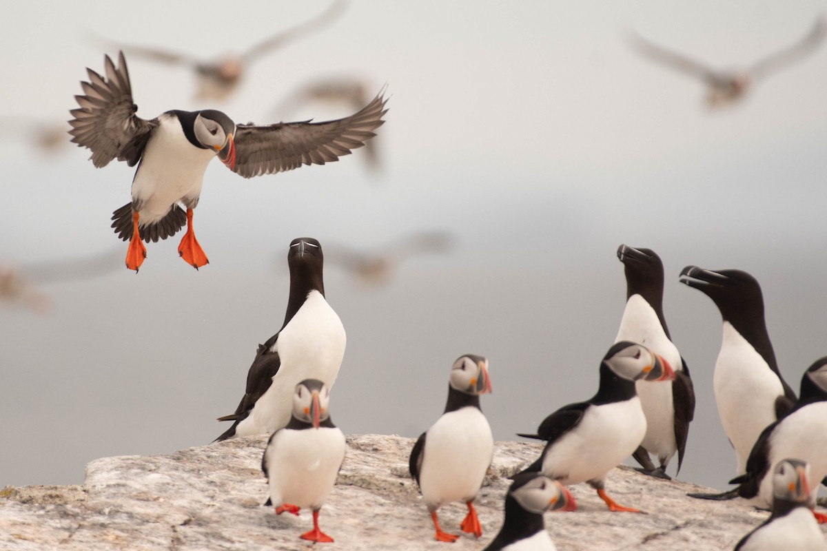 Atlantic Puffin - ML641928567