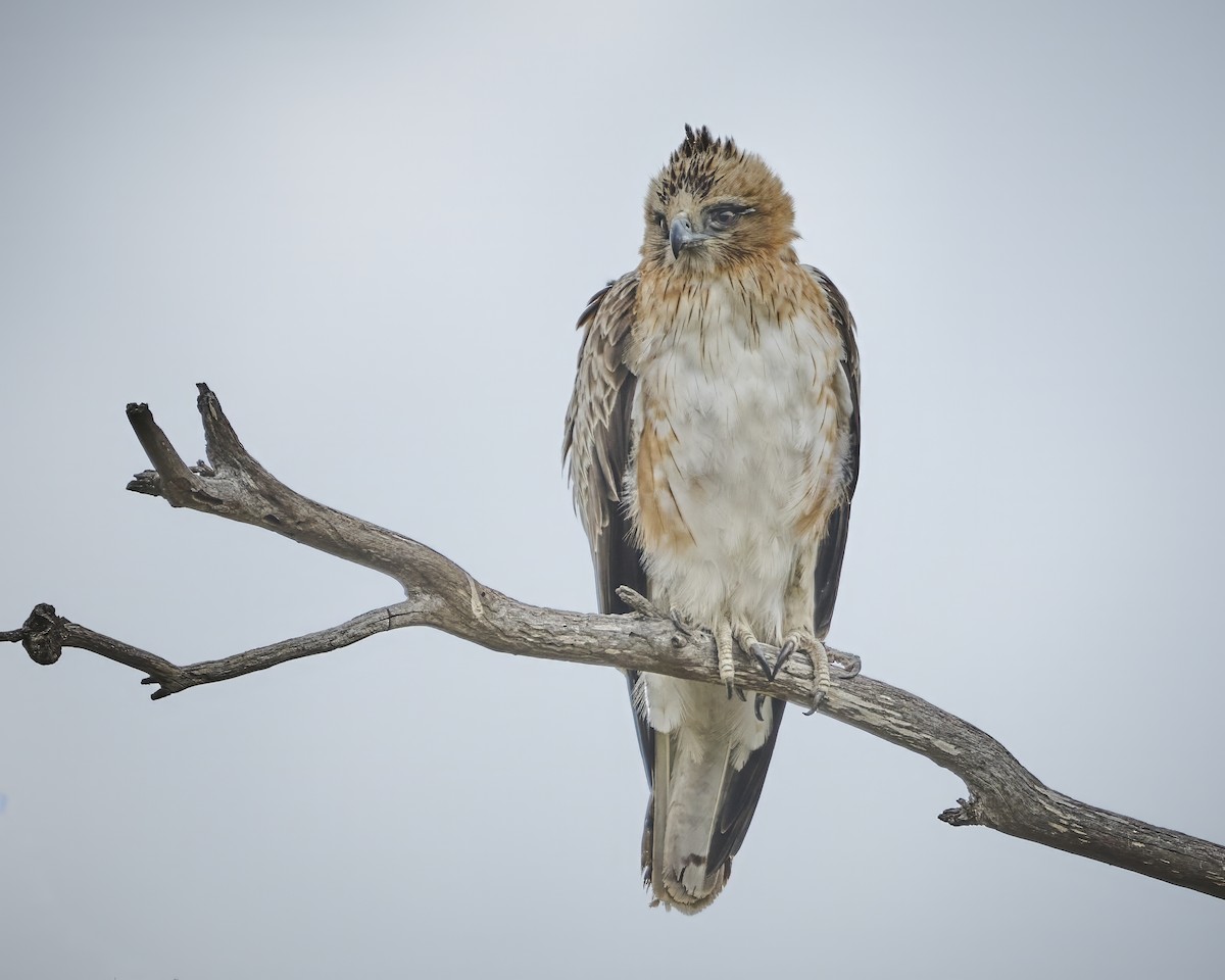Little Eagle - ML641928595