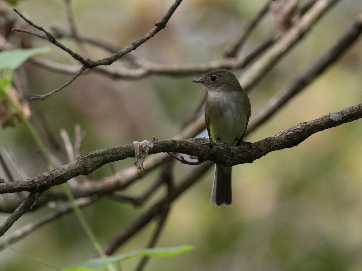 Alder/Willow Flycatcher (Traill's Flycatcher) - ML641928596