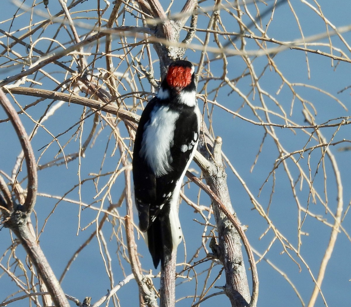 Downy Woodpecker - ML641928597