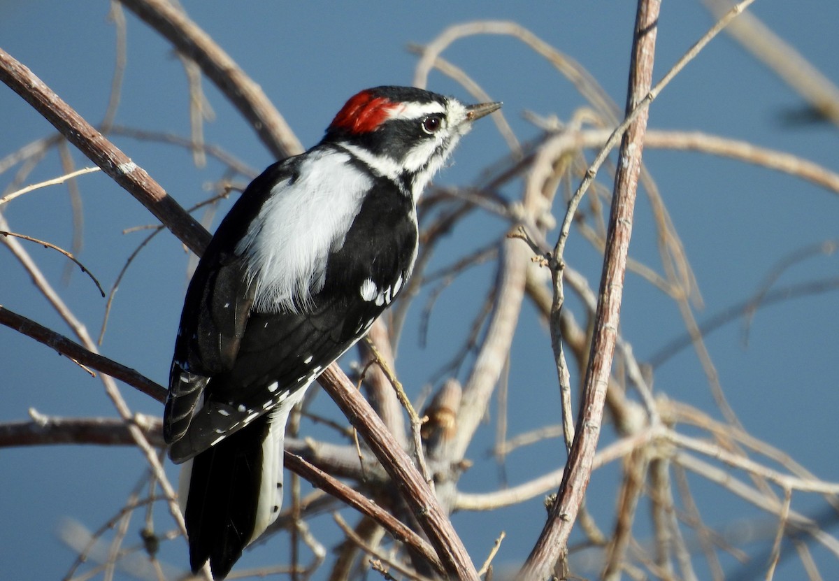 Downy Woodpecker - ML641928598