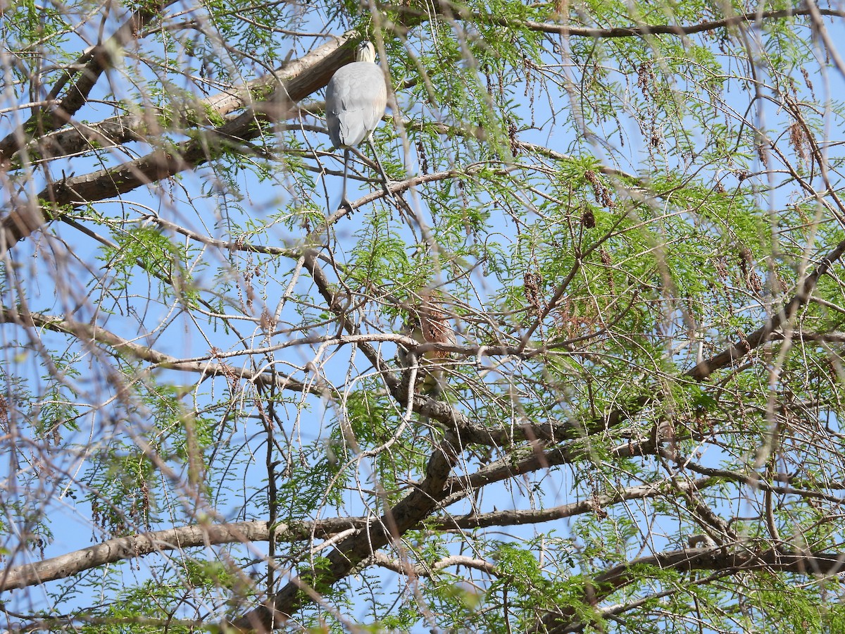 Whistling Heron - ML641928605