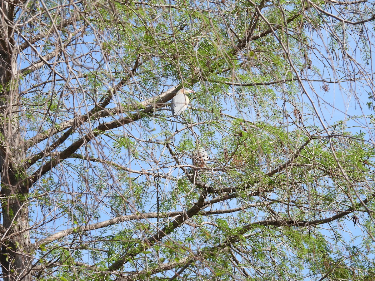 Whistling Heron - ML641928606