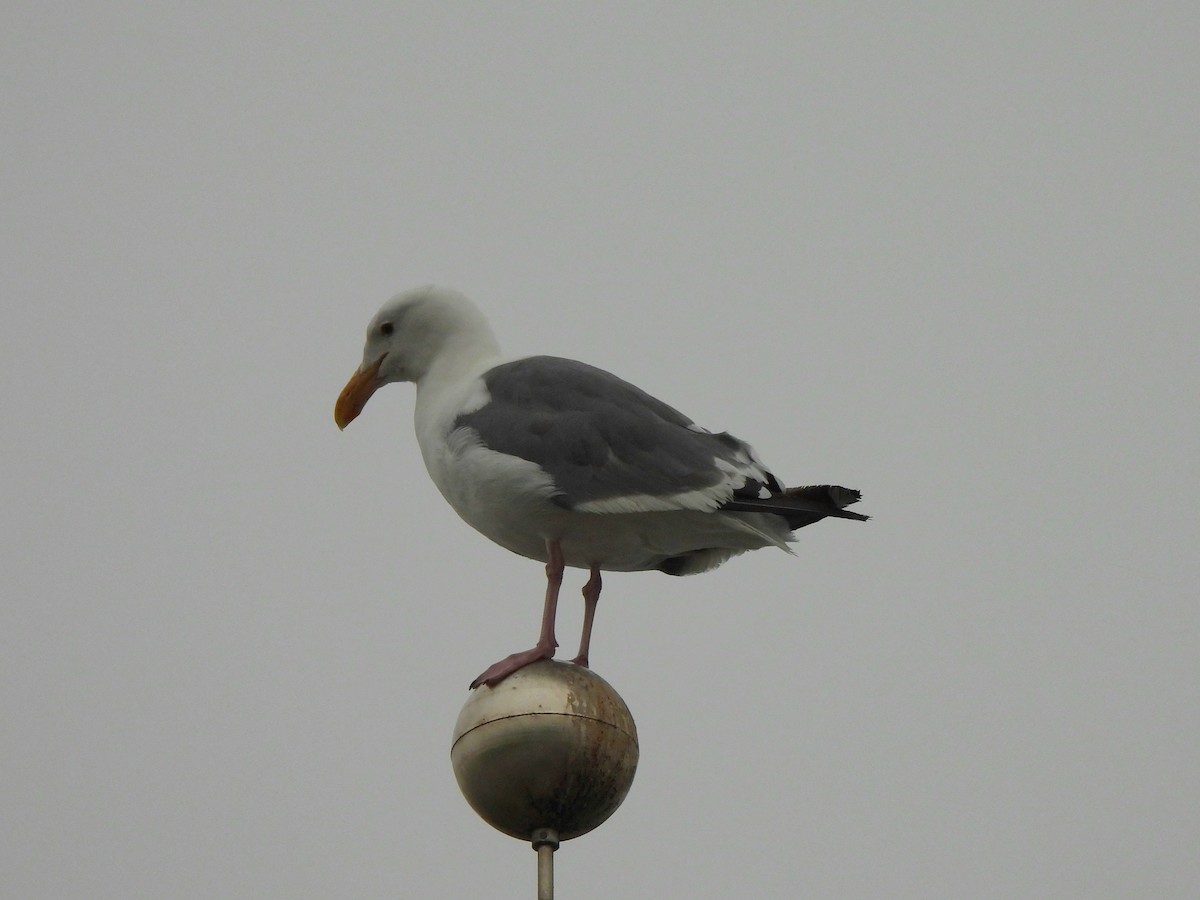 Goéland d'Audubon - ML641928639