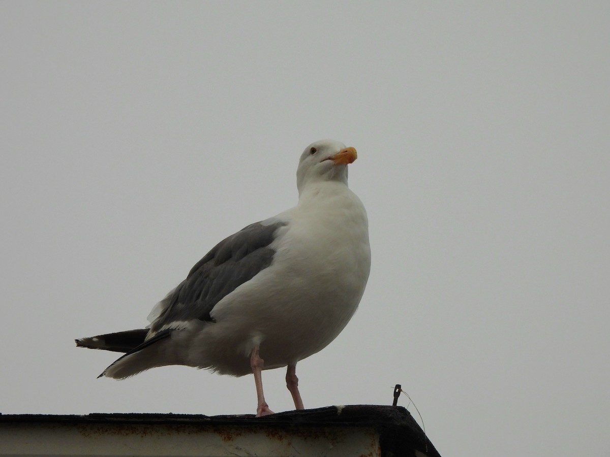Goéland d'Audubon - ML641928640