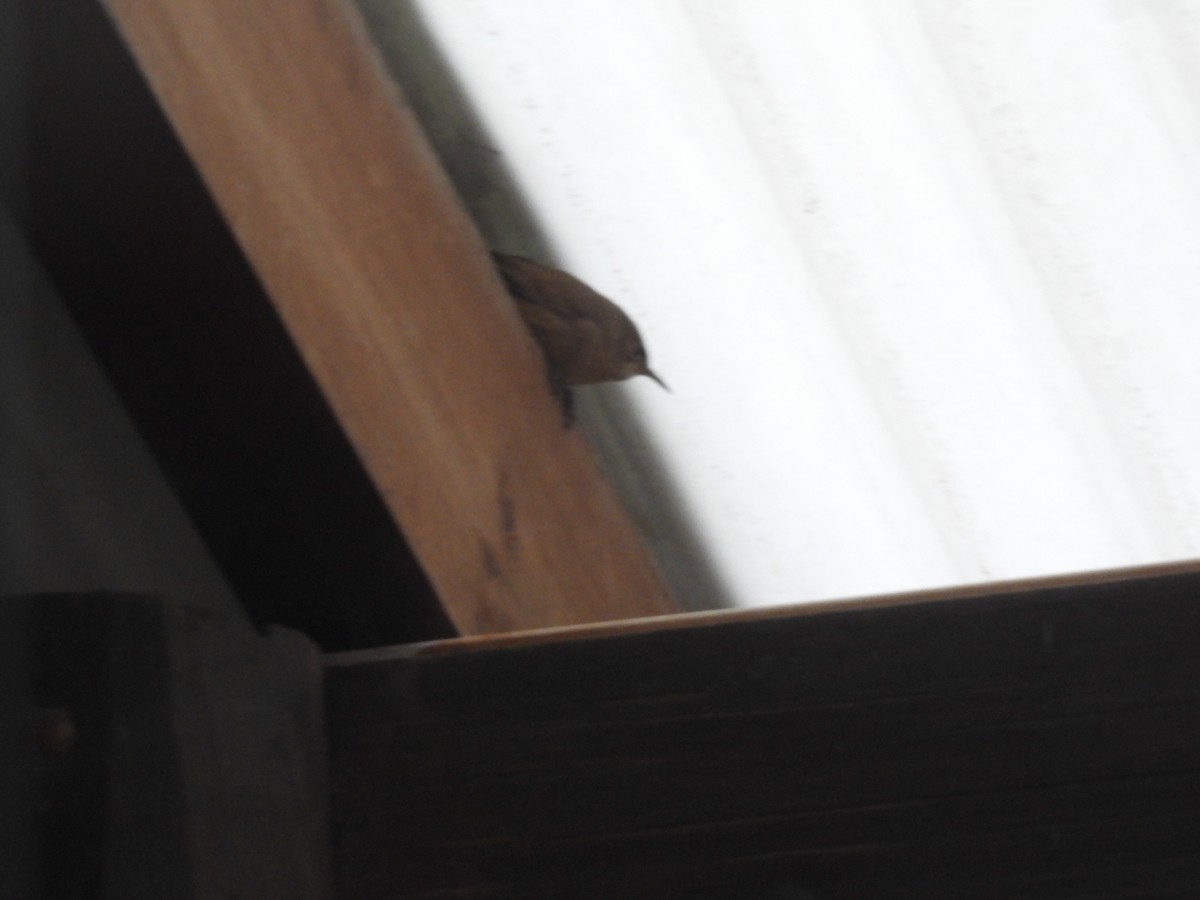 Southern House Wren - ML641928644