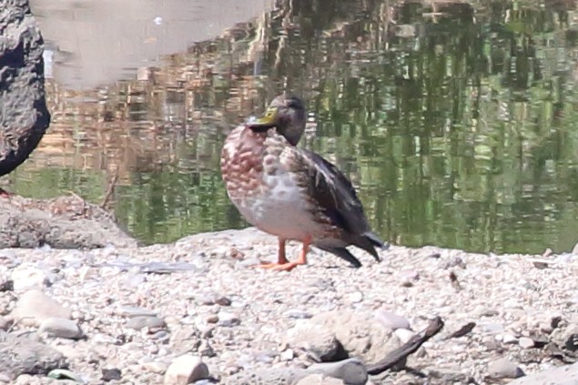 Mallard x Mexican Duck (hybrid) - ML641928648
