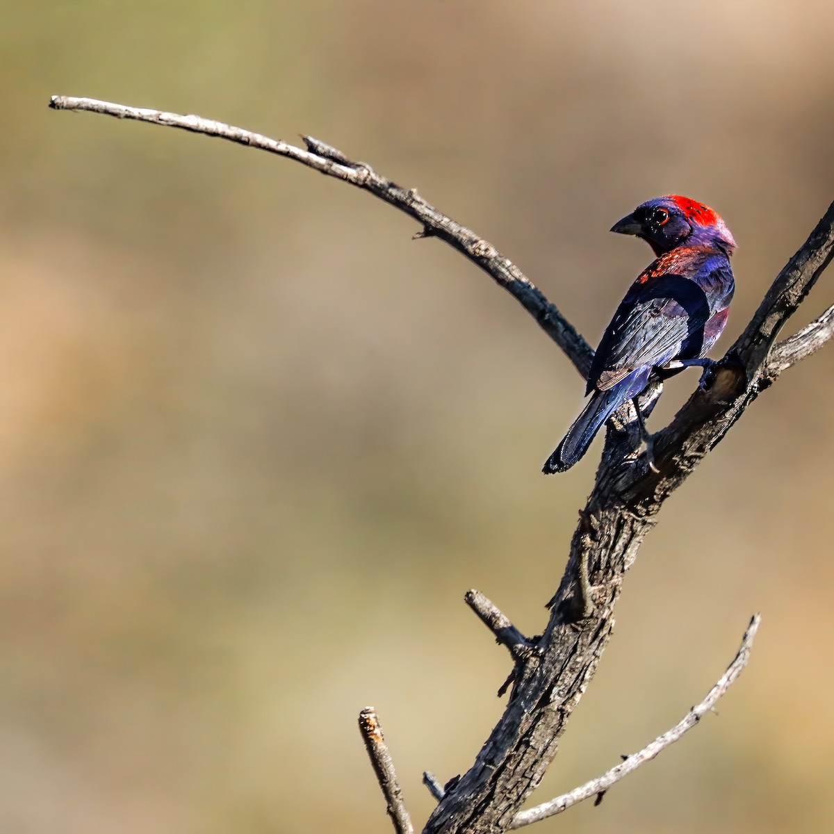 Varied Bunting - ML641928674