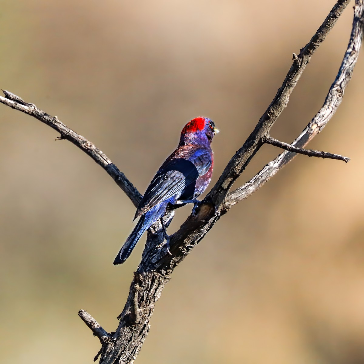 Varied Bunting - ML641928675