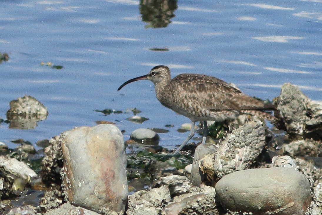 Hudsonian Whimbrel - ML641928689