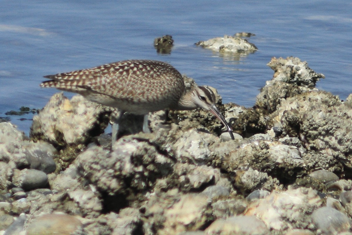 Hudsonian Whimbrel - ML641928690