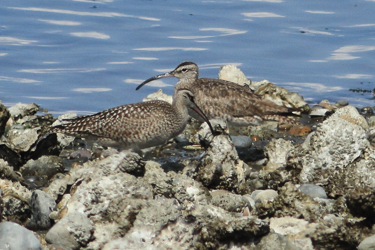 Hudsonian Whimbrel - ML641928691