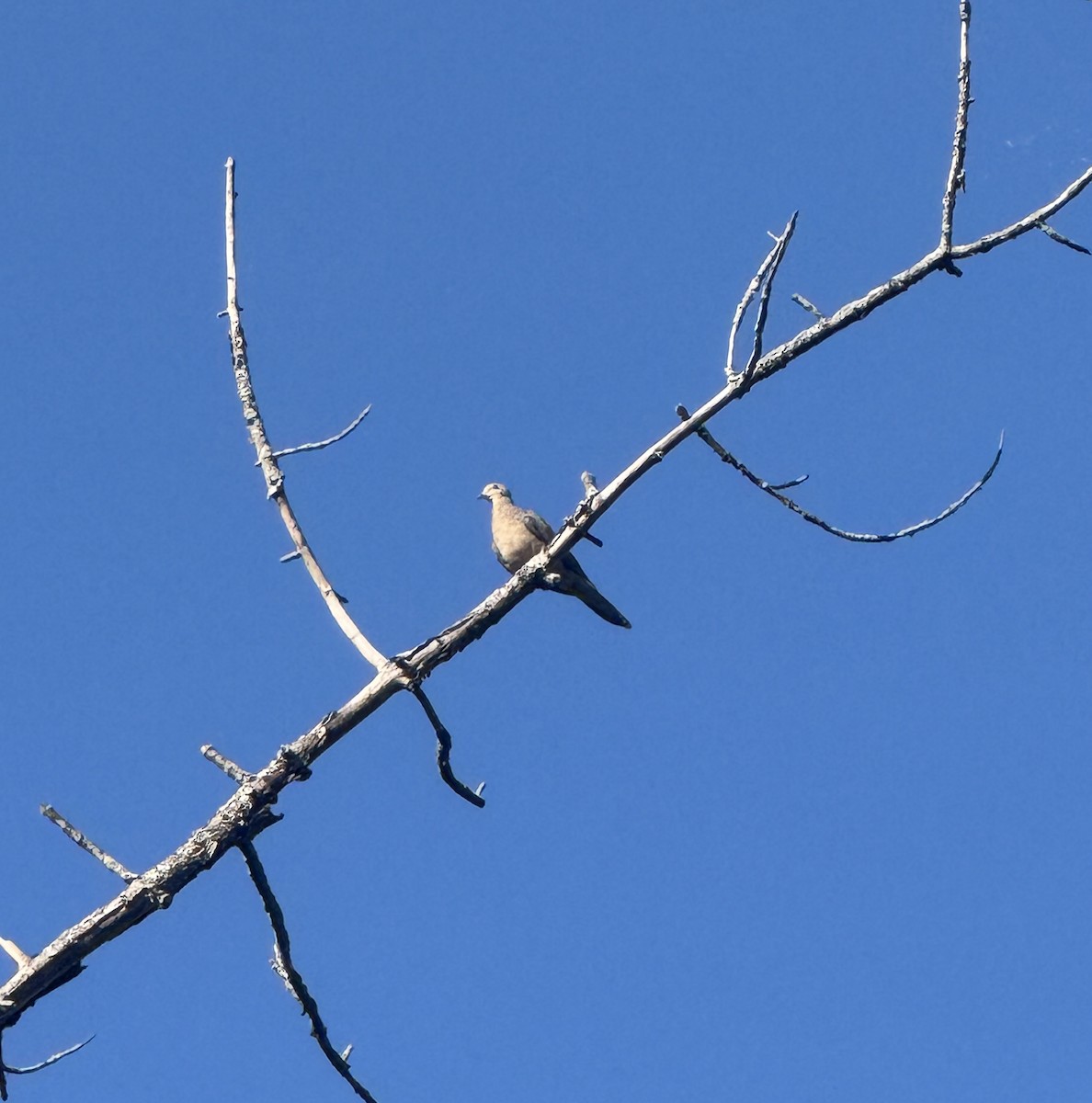 Mourning Dove - ML641928717