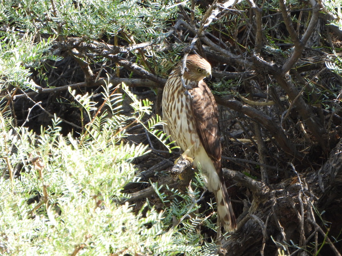 Rundschwanzhabicht - ML641928718