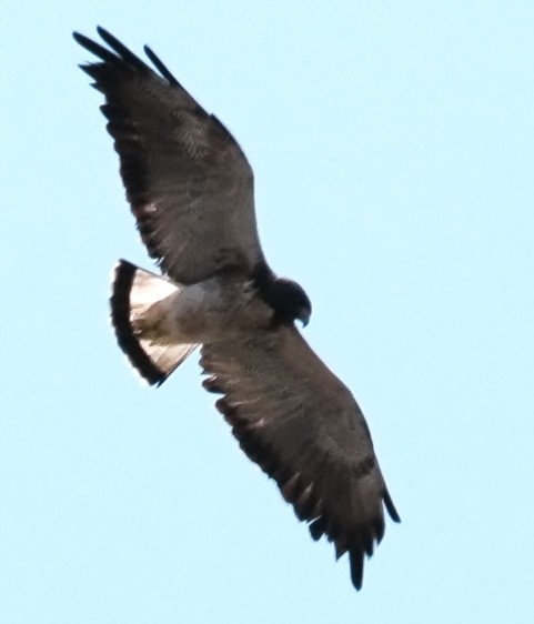 White-tailed Hawk - ML641928732