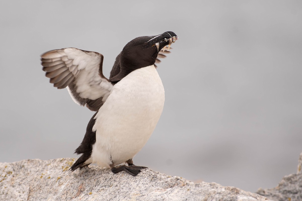 Razorbill - ML641928733